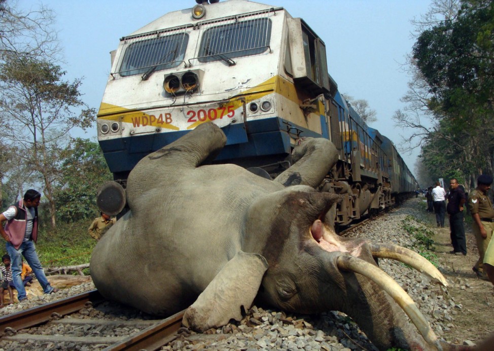 The dead body of a tusker elephant lies on railway track after it