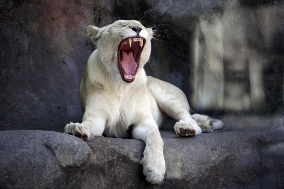 A female white lion yawns inside its cage at Buenos Aires' Zoo