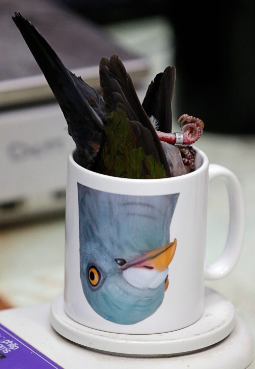 An Emerald Dove is placed in a mug to be weighed during the annual bird health check at Chester Zoo