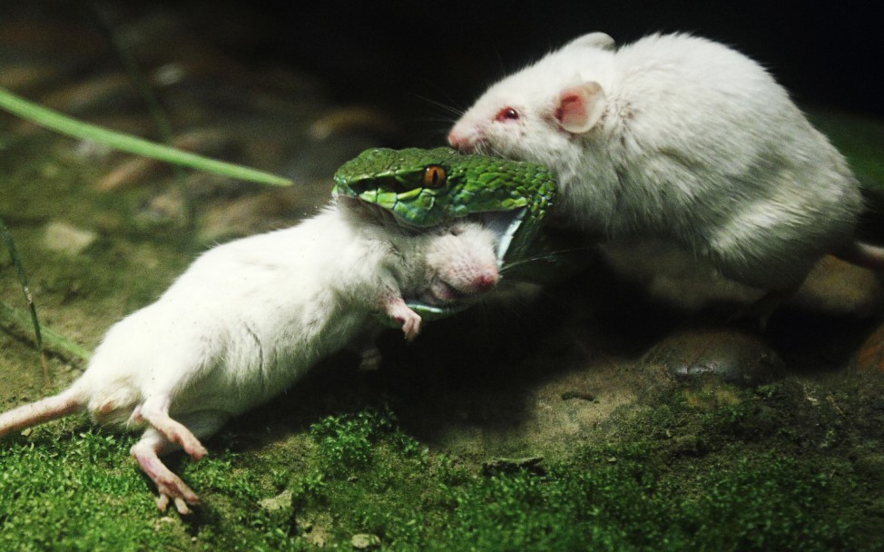 Weiße Maus versucht Artgenossin vor Schlange zu retten
