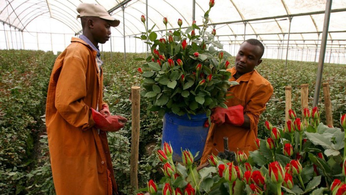 Krise in Kenia: Zucht von Export-Rosen bisher kaum beeinträchtig