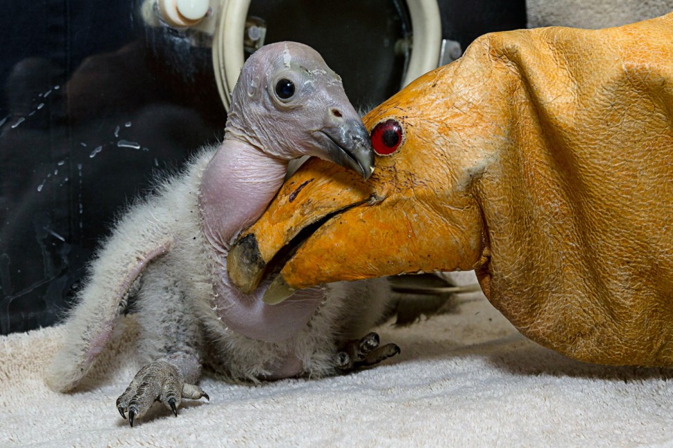 Handout of Wesa, a two week old California condor chick at San Diego Zoo