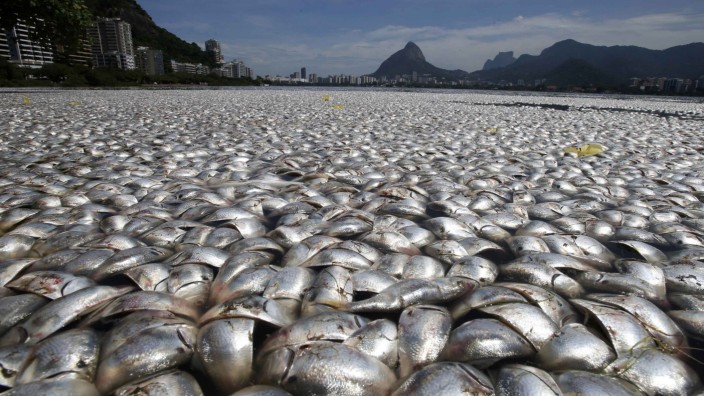 Dead fish are seen at the Rodrigo de Freitas lagoon in Rio de Janeiro