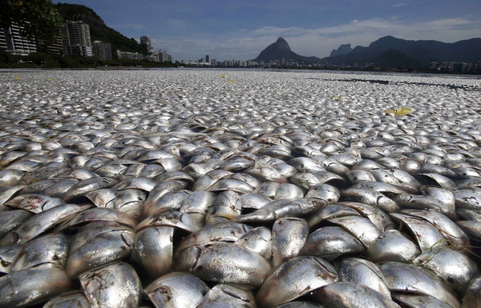 Dead fish are seen at the Rodrigo de Freitas lagoon in Rio de Janeiro