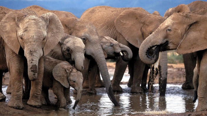 Sieg für Elefanten - kein Elfenbeinverkauf