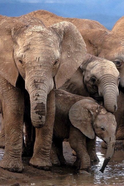 Sieg für Elefanten - kein Elfenbeinverkauf