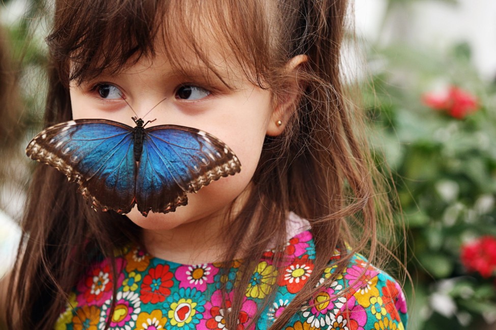 Butterflies Are Released Into The Natural History Museum's Sensational Butterflies Exhibition