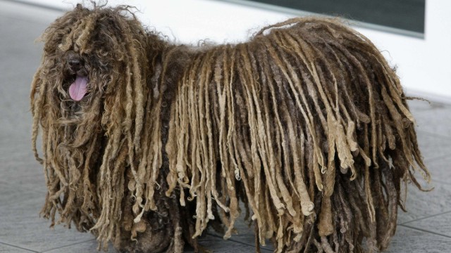 A Hungarian Puli is seen outside the Chelsea and Westminster hospital in west London