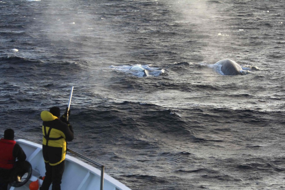 Handout photo of Australian researchers using an airgun to tag an endangered blue whale with satellite tracking equipment in the Southern Ocean, Antartica