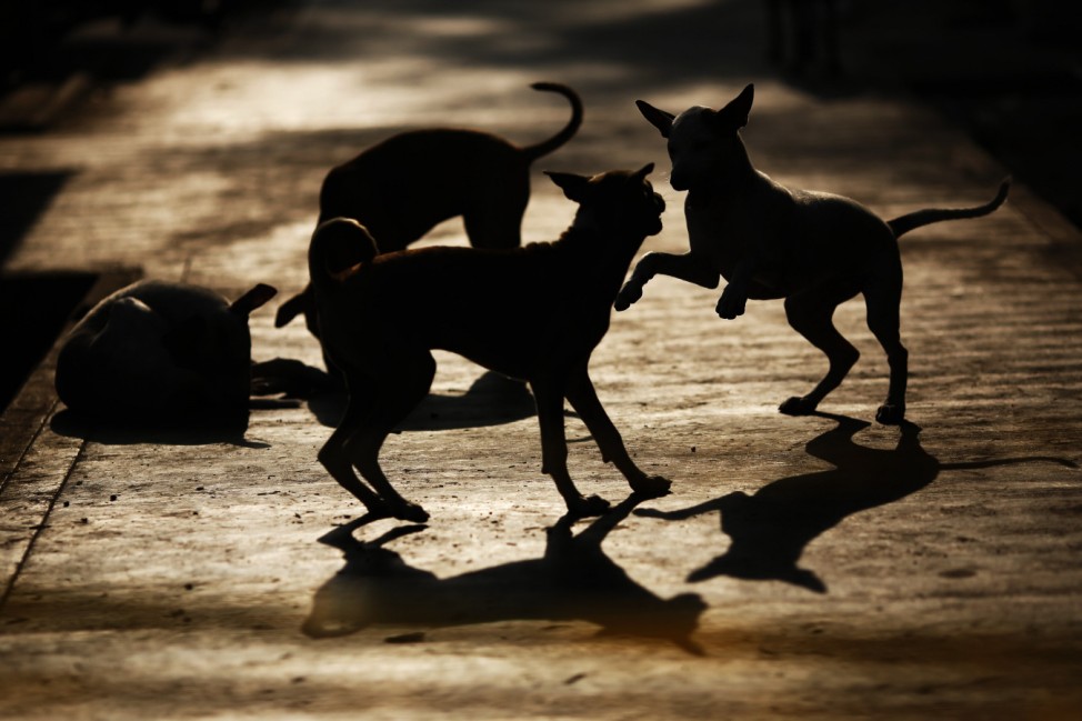 Dogs play on an empty street in Yangon