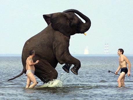 Badeverbot für Elefanten, Frankreich, dpa