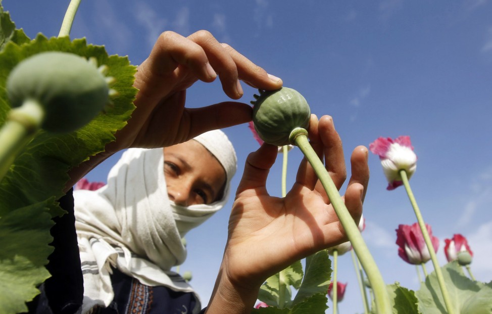 A boy works at a poppy field in Jalalabad province