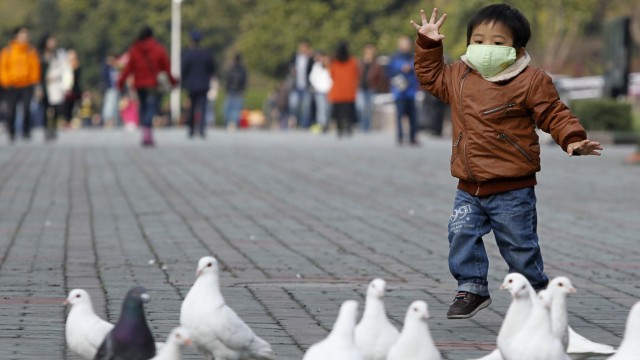 A boy looks at pigeons at a public park in People Square, downtown Shanghai