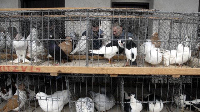 Erding: Ausgestellt im Käfig: Viele Hobbyzüchter präsentieren ihre Hennen und Hühner in Langengeisling. Trotz der kalten Temperaturen kamen auch an diesem Sonntag viele Besucher, um die Tiere zu bestaunen.