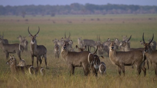 Gnus im Gorongosa-Nationalpark in Mosambik