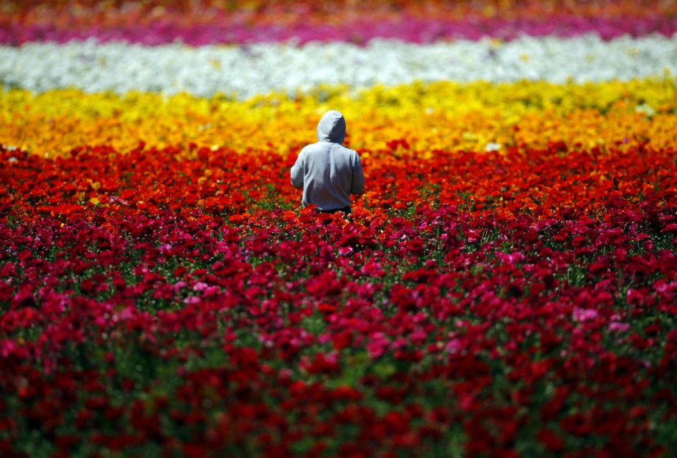 A worker hand-picks Giant Tecolote Ranunculus flowers at the Flower Fields in Carlsbad