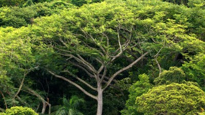 Amazonien: Ölpalmen speichern weniger Kohlenstoff als ein intakter Regenwald. Die Umwandlung von Urwald in Plantagen trägt damit zur Erderwärmung bei.