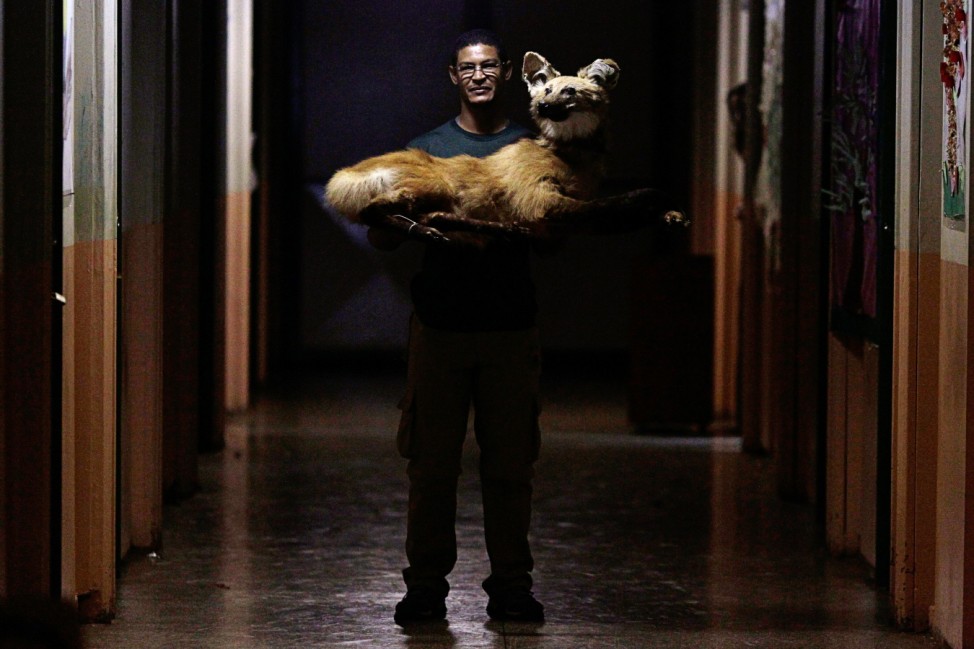 Biologist Quati carries a stuffed maned wolf that was part of an exhibition of stuffed animals in CAIC public school, during a visit by the Brasilia Zoo as part of the 'Zoo Goes to School' program, in Brasilia