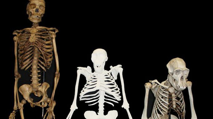 Zwei Millionen Jahre alter Hominide: Die Abbildung zeigt eine Rekonstruktion des Australopithecus sediba in der Mitte - zwischen den Skeletten eines modernen Menschen und eines Schimpansen.