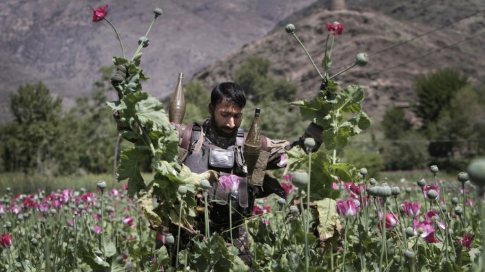 Drogenanbau in Afghanistan: Opium-Boom: Ein afghanischer Polizist in einem Feld östlich von Kabul.
