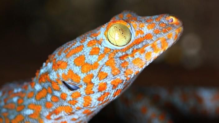 Schrumpfende Gecko-Population in Südasien: Die in der Tierwelt als Abschreckung wirkende, bunte Zeichnung schützt den Tokeh-Gecko nicht davor, vom Menschen gejagt, getötet und anschließend getrocknet zu werden.