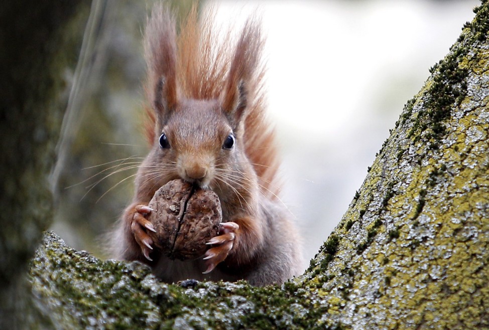 Red squirrel sits in a tree as it holds walnut in Frankfurt's city centre