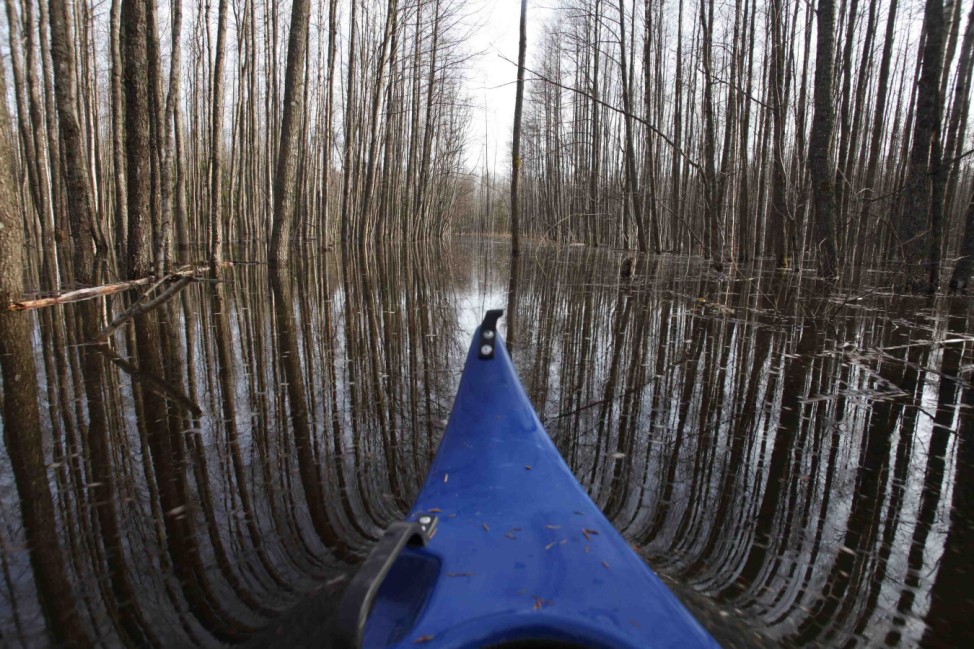 A flooded forest is pictured in Soomaa national park