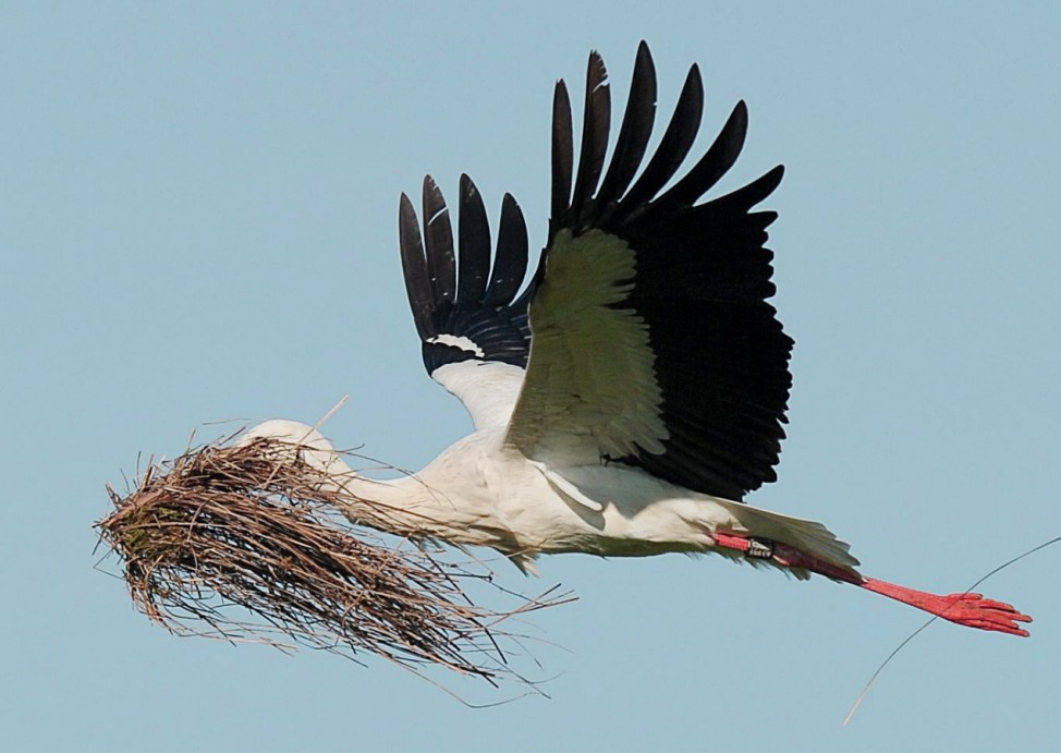 A white stork transports nesting material
