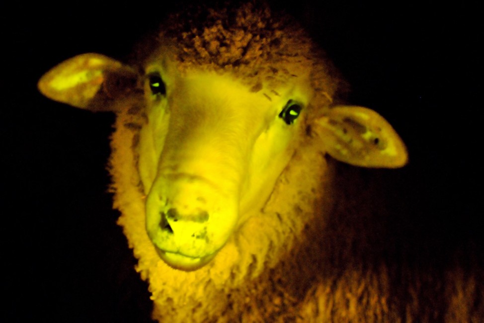 Handout of a transgenic lamb, that has an incorporated gene that makes it glow under ultraviolet light