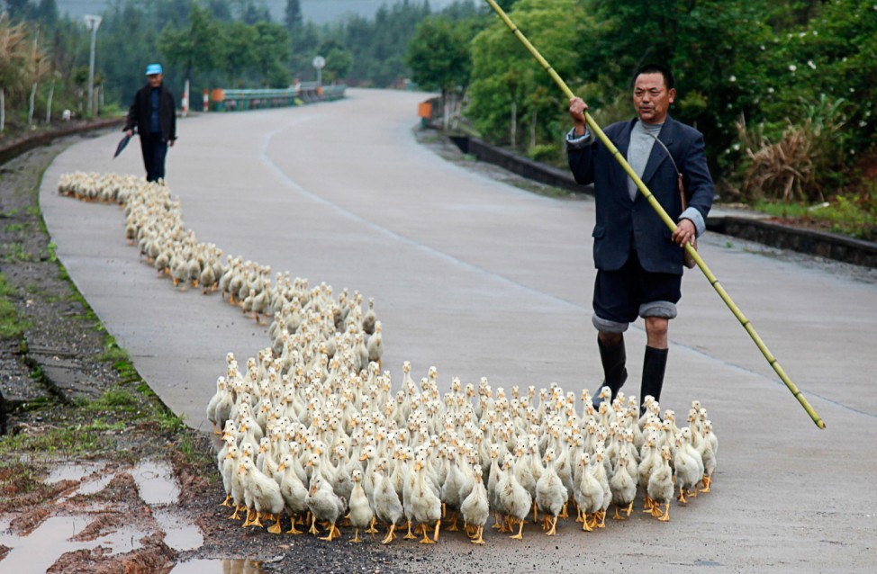 A breeder, whose business has been affected by the H7N9 bird flu virus, walks his ducks along a road in Changzhou county
