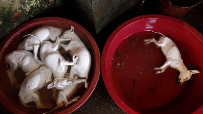 Slaughtered dogs are seen in basins at a slaughter house in Dongbei county of Lianzhou