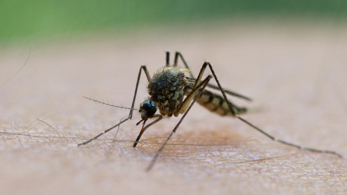 Mücken, die den Malaria-Erreger tragen, werden vom menschlichen Schweißgeruch besonders stark angezogen