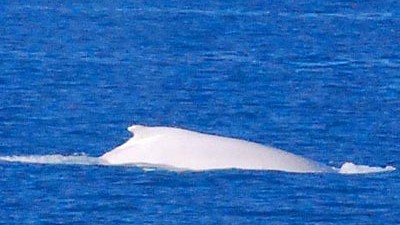 Albino-Wal vor Australien: Forscher haben ihn Migaloo getauft: Der Albino-Buckelwal vor der australischen Küste ist wohl der einzige weiße Buckelwal.