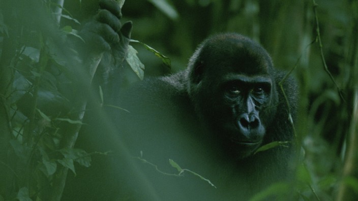 Odzala National Park Kongo Gorilla