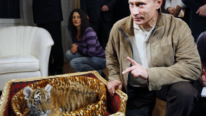Präsident mit Tiger - in Russland existiert Umweltschutz vor allem auf dem Paper und als TV-Show mit Hauptdarsteller Wladimir Putin
