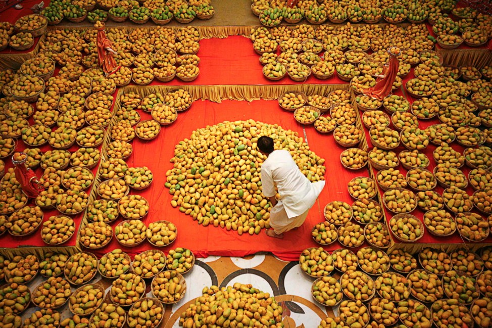 A Hindu priest arranges mangoes to be offered to Hindu God Lord Krishna inside a temple during a mango festival in the western Indian city of Ahmedabad