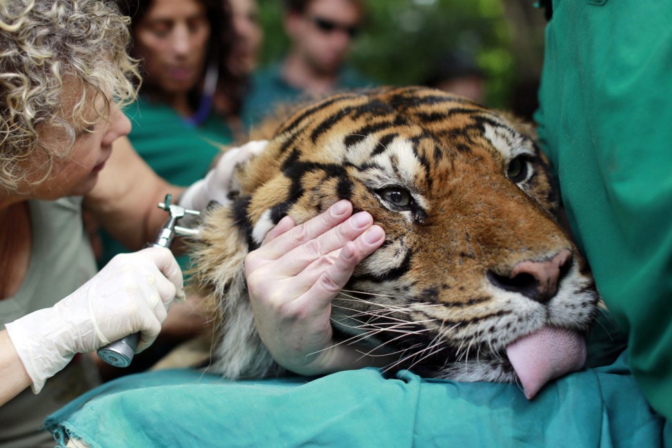 Sumatran tiger receives acupuncture treatment Tel Aviv Safari Par