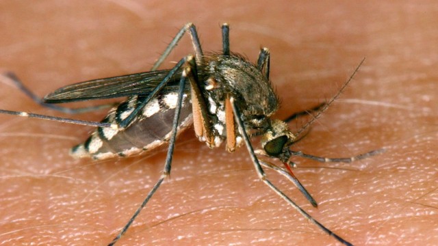 Überschwemmungsgebieten droht Mückenplage
