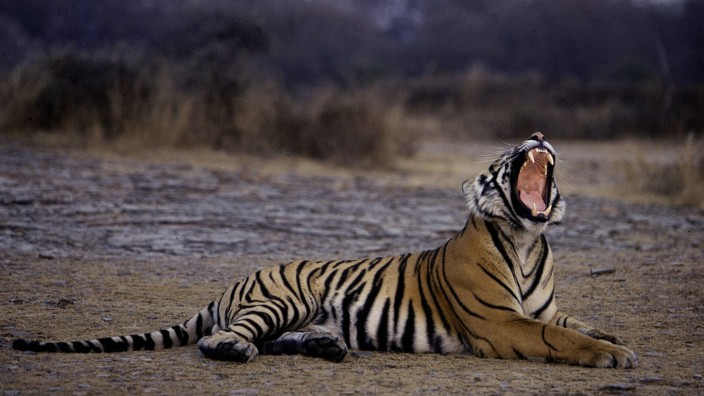 Tiger Ranthambore-Nationalpark Indien