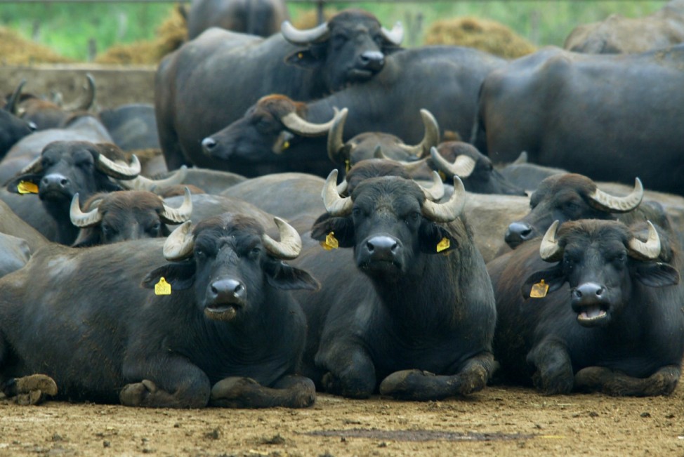 Büffel auf der Farm des Mozzarella-Herstellers Fierro