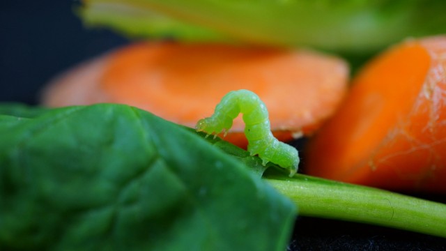 Biorhythmus: Raupe einer Aschgrauen Höckereule (Trichoplusia ni) auf Spinat und Karotten