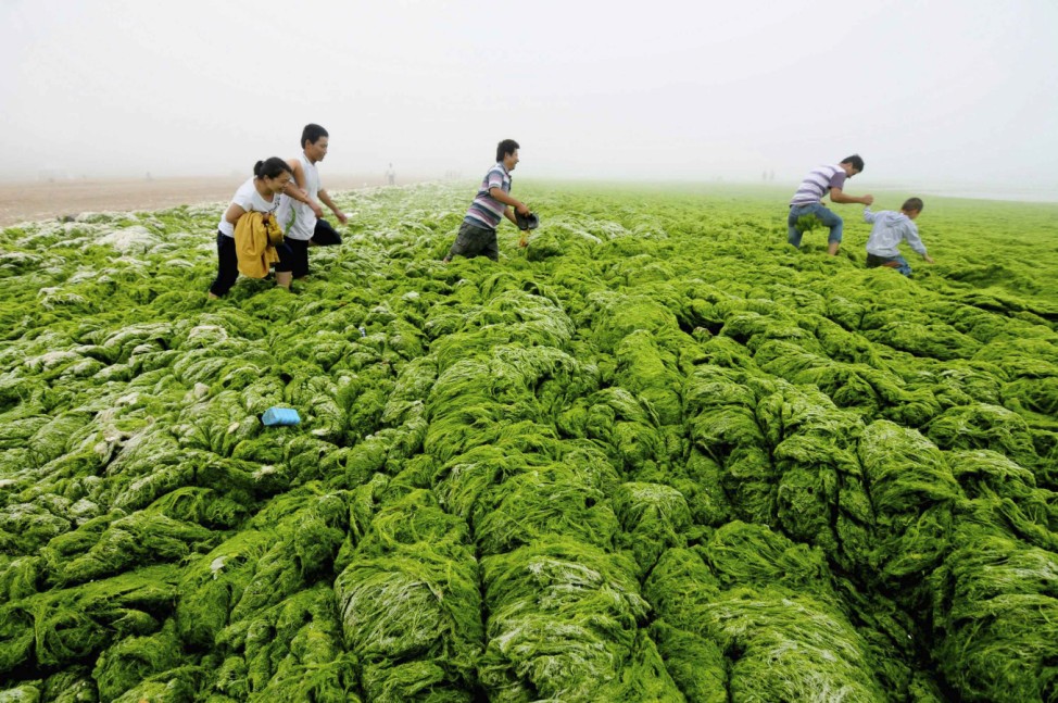 People walk through algae-covered seaside in Qingdao