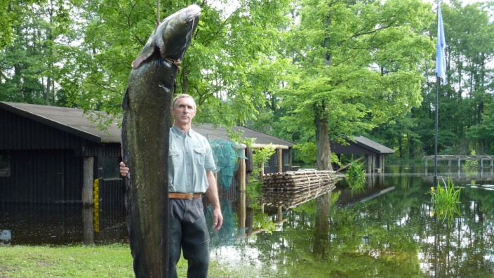 Rekord-Fang von Spreewaldfischer: Wolfgang Richter, Spreefischer, ist 1,75 Meter groß. Der Wels, den er gefangen hat, überragt ihn damit um einen halben Meter.