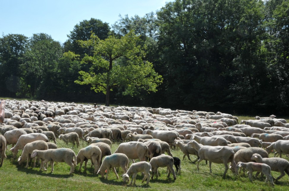 Schafe im Englischen Garten in München, 2013