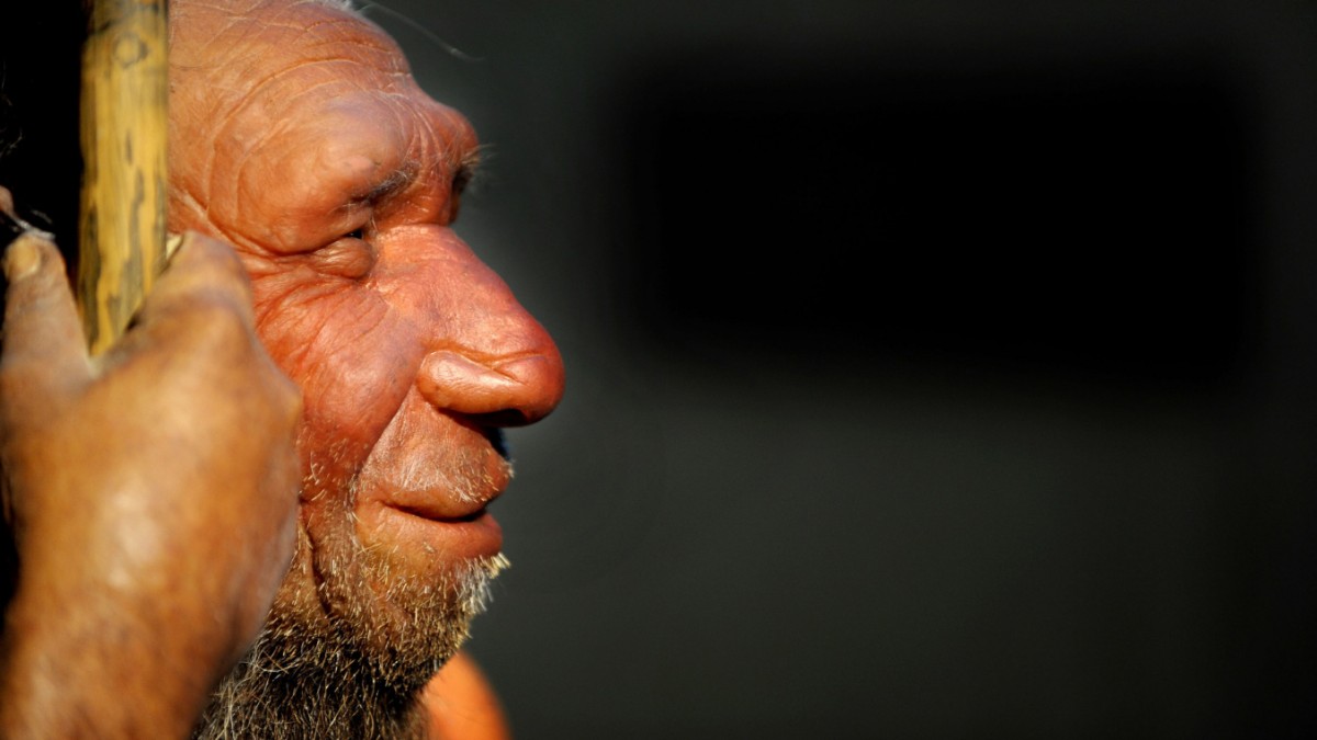 Gene neandertaler How Much