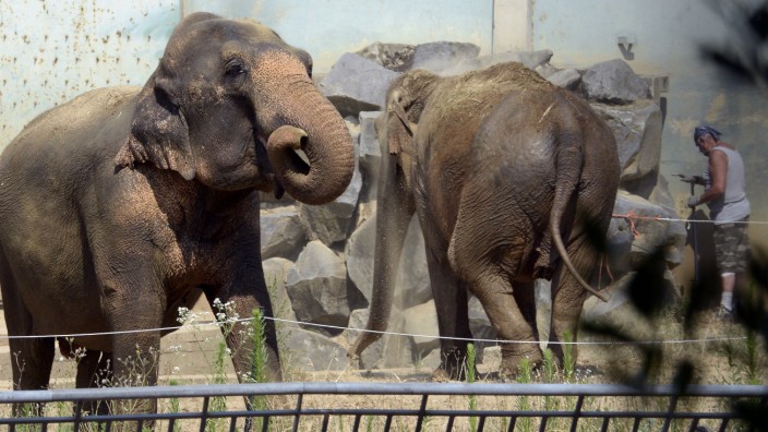 Asyl für bedrohte Elefantendamen: Baby and Népal in ihrem neuen Zuhause.