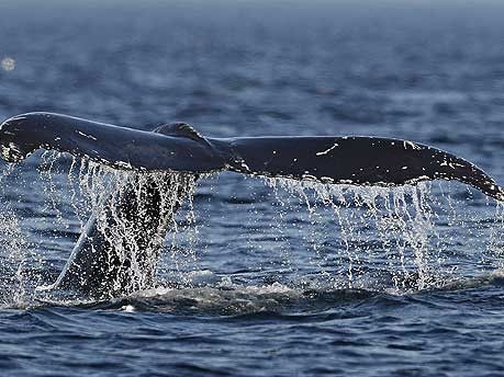 Wale vor Québec;Reuters