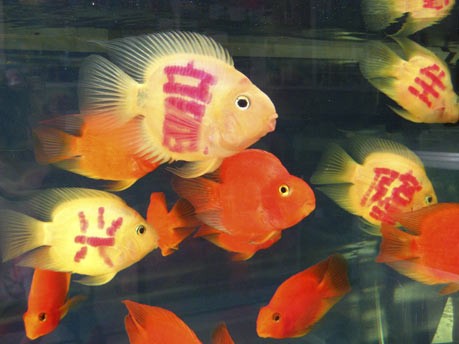 Tätowierte Fische werden zum Verkaufsschlager in China;AFP