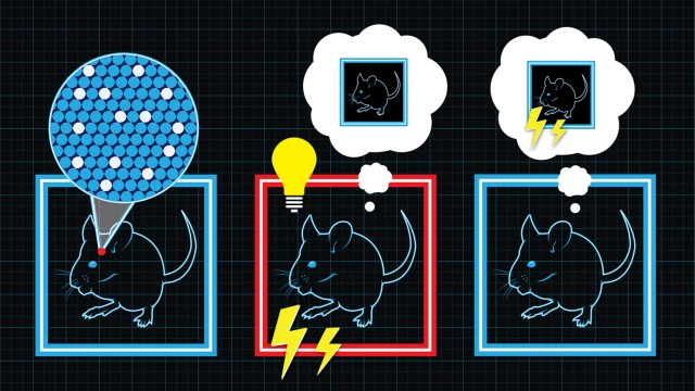 Forscher stellen bei Mäusen gezielt falsche Erinnerungen her