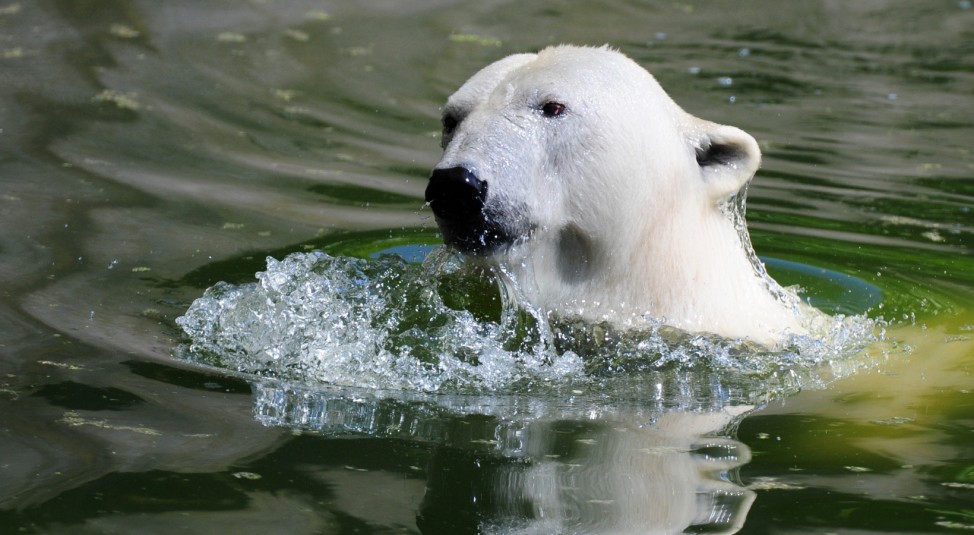 Eisbär nimmt ein Bad